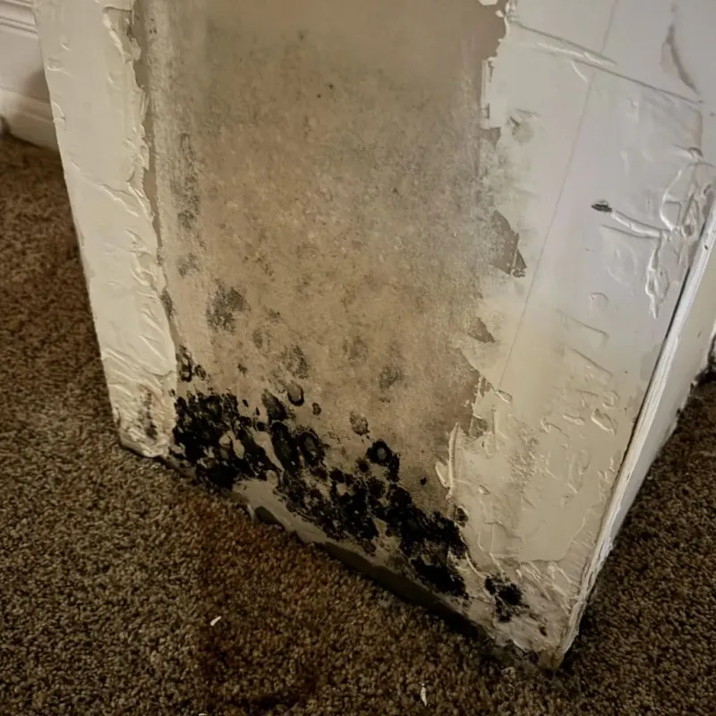 Professional Mold Removal in South Amherst, MA